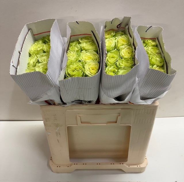 Rosa gr camouflage SB.jpg